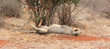 lions