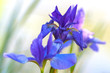 Irises