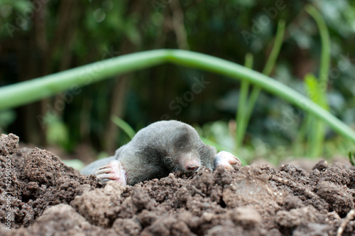 Photo: Mole in a soil Mole in a soil