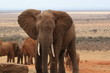 Foto: éléphant éléphant