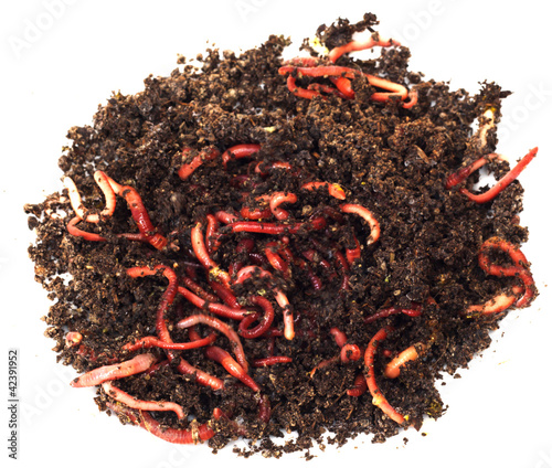 Photo: red worms in compost - bait for fishing red worms in compost - bait for fishing