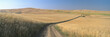 Dirt road through wheat field, Kamiak Butte, S.E. Washington