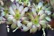 sempervivum houseleeks