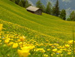 gelb grüne Bergblumenwiese mit Ferienhaus im Hintergrund