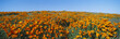 California Poppies, Spring Wildflowers, Antelope Valley, California