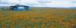 Poppies in Antelope Valley, California