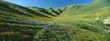 California Poppies and Wildflowers, near Gorman, California