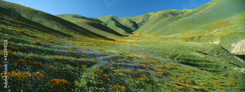 Photo: California Poppies and Wildflowers, near Gorman, California California Poppies and Wildflowers, near Gorman, California