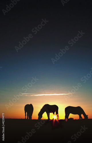 Photo: Horses Grazing at Sunrise Silhouette Horses Grazing at Sunrise Silhouette