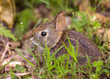 Photo: Baby rabbit in forest Baby rabbit in forest