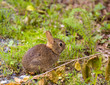 Photo: Baby rabbit in forest Baby rabbit in forest