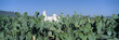 Mission San Xavier del Bac from 1783-1797, Tucson, Arizona