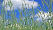 Video: Ears of wheat largely against the blue sky Ears of wheat largely against the blue sky