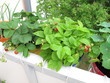Foto: Erdbeeren in Töpfen auf dem Balkon Erdbeeren in Töpfen auf dem Balkon