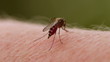 Close-up of a mosquito blood sucking on human skin
