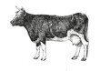 cow