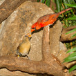 Pair of Northern Cardinals