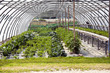 greenhouse
