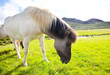 Horse in Iceland