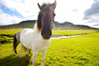 Horse in Iceland