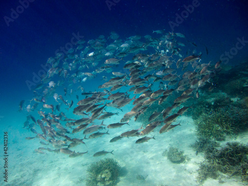 Photo: School of fish,Maldives School of fish,Maldives