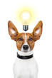 Dog idea