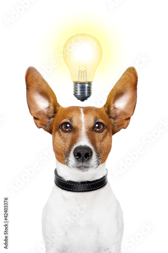 Photo: Dog idea Dog idea