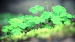 clover