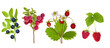 forest berries collection isolated on white