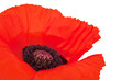 Makro einer Blüte vom Klatschmohn (Papaver rhoeas)