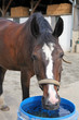 Foto: Durstiges Pferd Durstiges Pferd