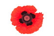 Klatschmohnblüte (Papaver rhoeas)