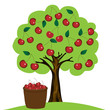 Cherry tree on white background