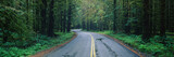 Photo: This is located in the Hoh Rain Forest. It shows a rain soaked road in bad weather surrounded by green trees, ferns and foliage of the surrounding rain forest. This is located in the Hoh Rain Forest. It shows a rain soaked road in bad weather surrounded by green trees, ferns and foliage of the surrounding rain forest.