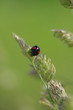 Photo: カモガヤとナミテントウ ‐Harmonia axyridis‐ カモガヤとナミテントウ ‐Harmonia axyridis‐