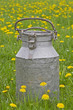 Milchkanne in Blumenwiese