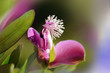 Polygala myrtifolia