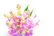 Dendrobium Phalaenopsis