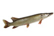 pike