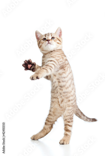 Photo: Funny playful cat is jumping. Isolated on white background Funny playful cat is jumping. Isolated on white background