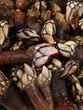percebes