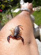 Photo: Scorpion sur bras d'homme Scorpion sur bras d'homme