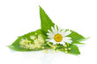 chamomile, nettle leaves and lime flowers on a white background