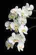 Foto: white orchid on a black background white orchid on a black background