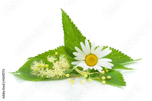Foto: chamomile, nettle leaves and lime flowers on a white background chamomile, nettle leaves and lime flowers on a white background