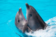 Foto: Two dolphins swim in the pool Two dolphins swim in the pool