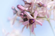 Fleurs de l'arbre de Neem