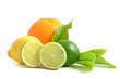 Arrangement mit Zitrusfrüchten, citrus fruits