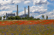 Mohnfeld - Poppy-field