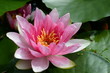 Seerose